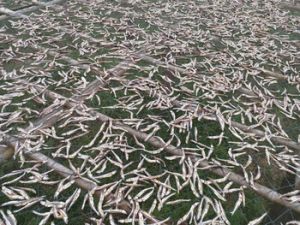 Dried Anchovies, Boiled Anchovies With High Quality, Attractive Price
