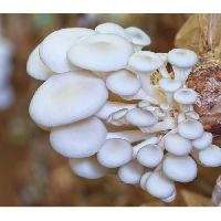dhingri mushroom