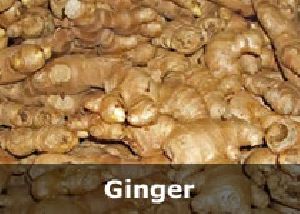 Organic Ginger/ Dried Ginger/Powder
