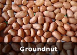 Organic Groundnut Seeds