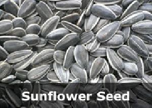 Organic Safflower Seeds