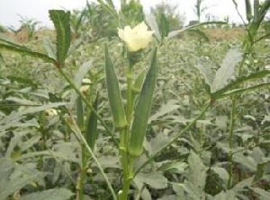 Hybrid Okra