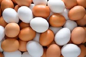 Machine Made Eggs