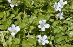 Bacopa Extract (Bacopa monnieri) Herbal Extracts
