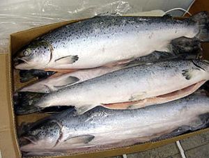 Atlantic Salmon