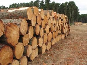 New Zealand Radiata Pine Logs wooden