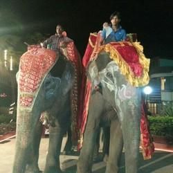 Elephant Rental Services