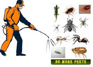 Pest Control Service in DLF City Phase 2 Gurugram