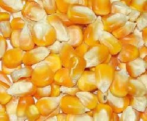yellow corn price suppliers organic corn