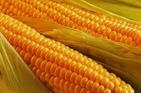 Yellow Corn Gmo