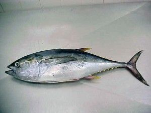 Frozen Whole Round Tuna Fish