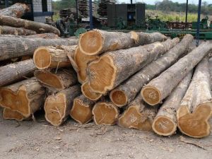 Hardwood Logs