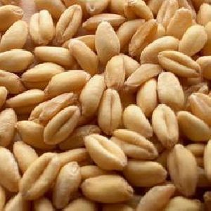 1544 Wheat Seeds