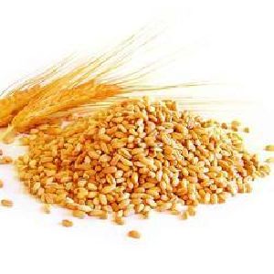 302 Wheat Seeds