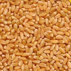 Lokvan Wheat Seeds