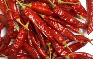 Dried Chili