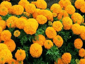 Calcutta Marigold Plant