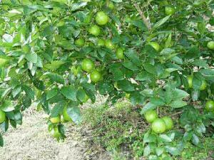 Kagzi Lemon Plant