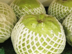 Thai KG Guava Plant