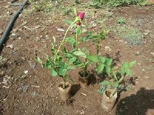 Gladiator Open Field Rose Plant