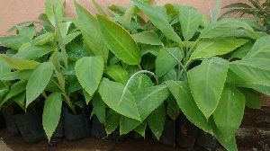 Nanjangud Rasabale Banana Plants