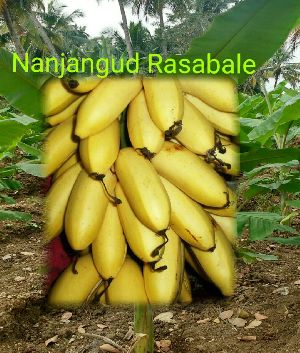 Nanjangudu rasabale tissue culture banana plant