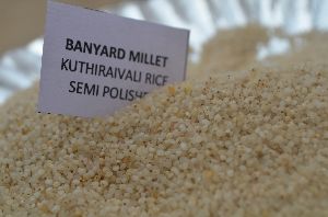 Barynard millet semipolished (kuthiraivali)