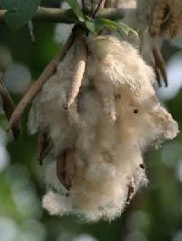 Kapok Cotton