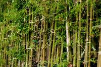 bamboos plant