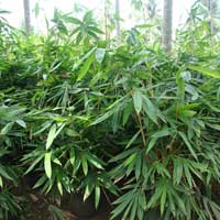 Bambusa Bambos