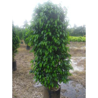 Ficus Black