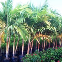 Vichia Palm Gold Plant