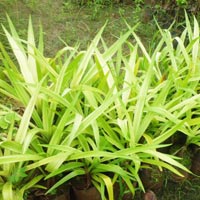 Pendanus Plant