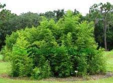 Phyllostachys Aurea Holochrysa