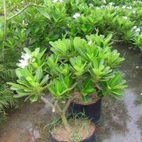 Plumeria Obtusa Plant