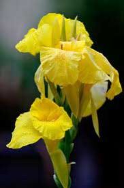 Yellow Cannas
