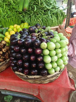 fresh brinjal