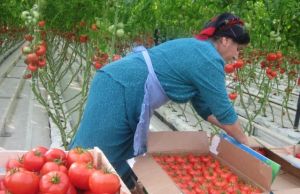 Overseas Placement Services