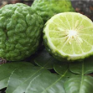 Citrus Bergamia Oil