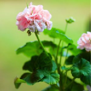 GERANIUM ROSE