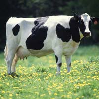 Cattle Feed Supplements