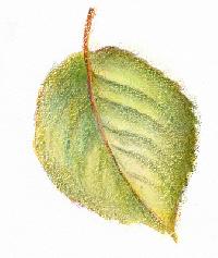 leaf paintings