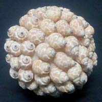 Seashell Ball