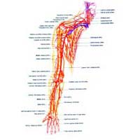 Anatomical Charts