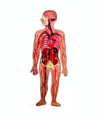 human Circulatory System