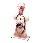 human anatomical models