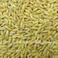 Australian Organic Barley Grain