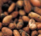 Cocoa