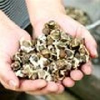 Quality Moringa Seeds for Exporter