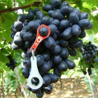 fresh black grapes